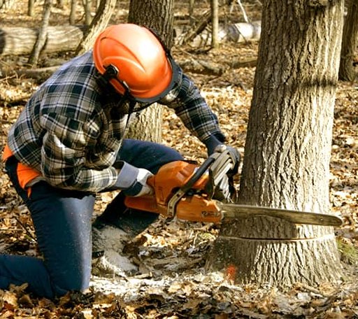 Tree Removal in Blue Ridge, TX